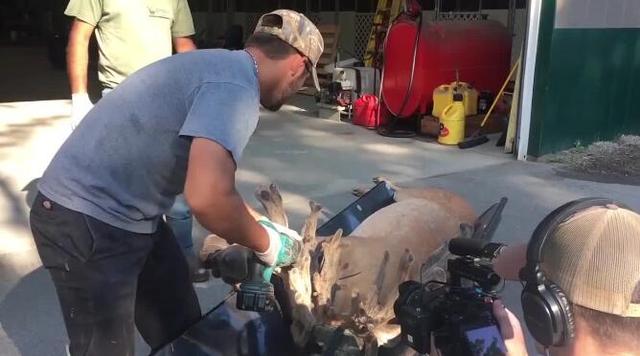 鹿角会自然脱落为什么还要割鹿角,你知道为啥只割鹿茸不捡鹿角
