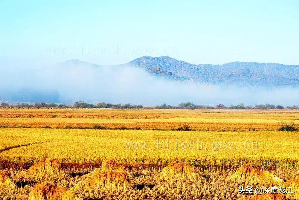什么才是正宗的五常大米,怎么才是真正的五常大米