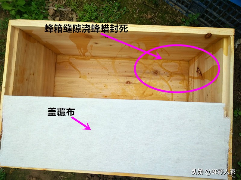 巢虫其实不可怕,巢虫是蜜蜂最大的天敌