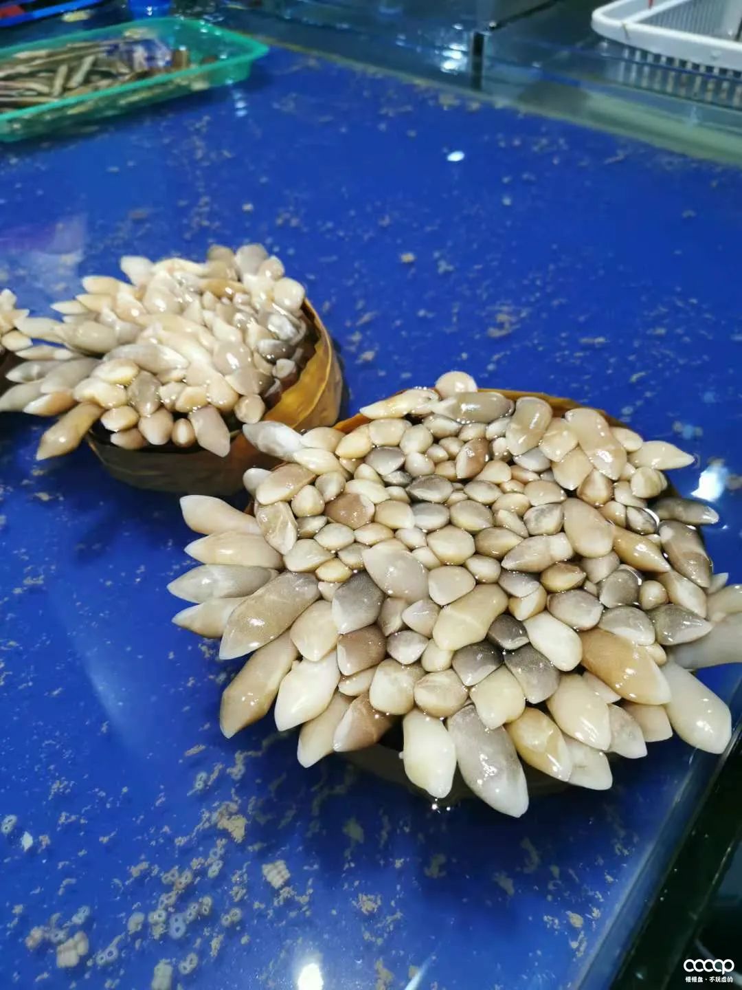 星月五指山料和毛感料区别,海南毛感星月介绍