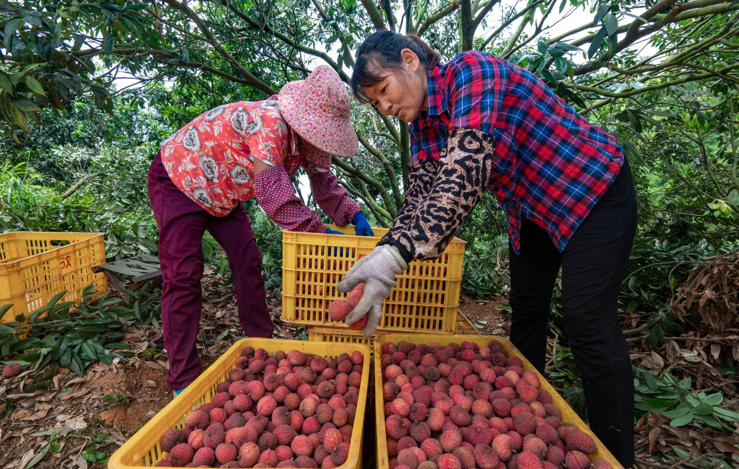 荔枝助农增收,荔枝助农大丰收