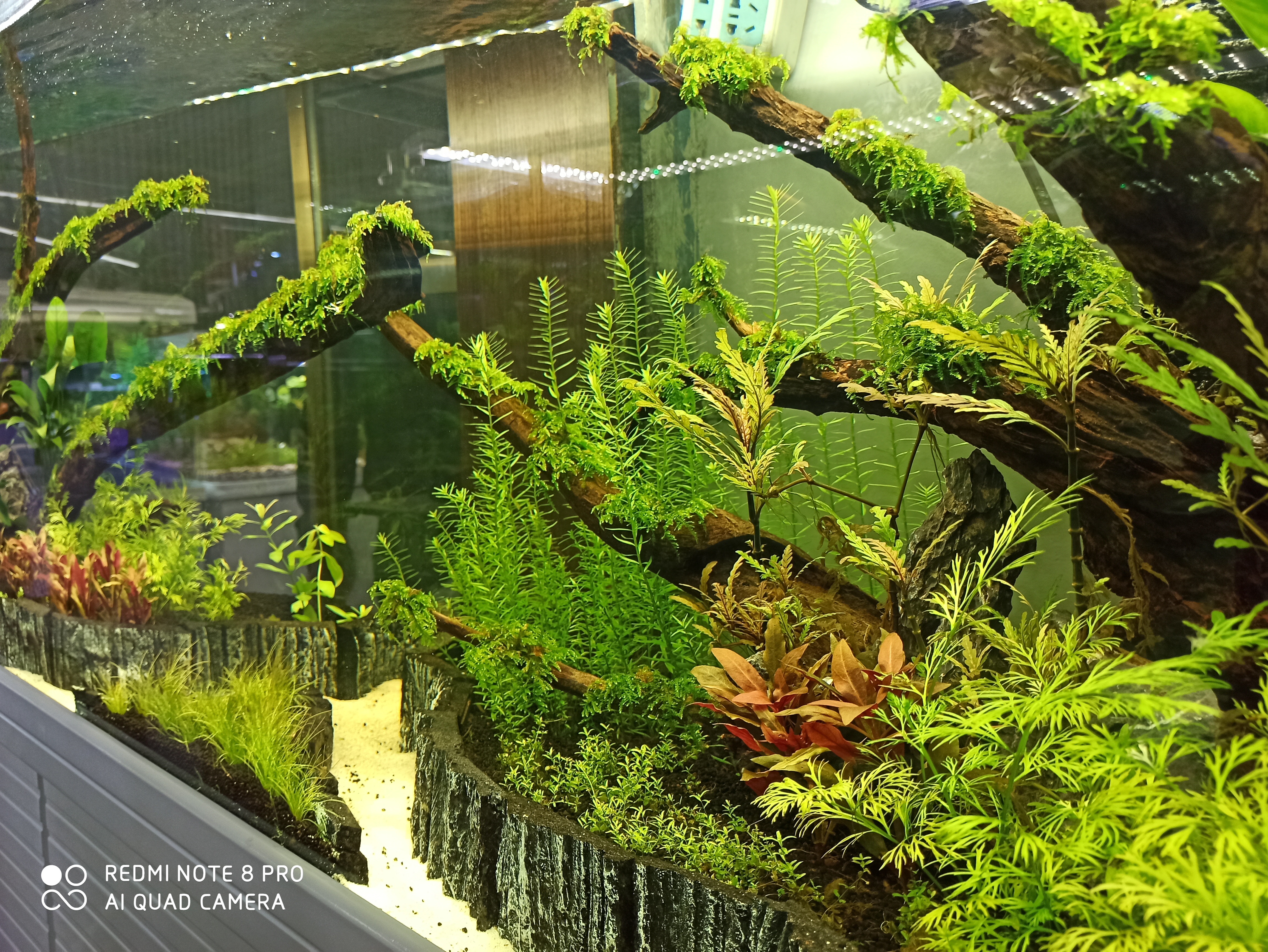 入坑养鱼花销,入坑草缸后的作品