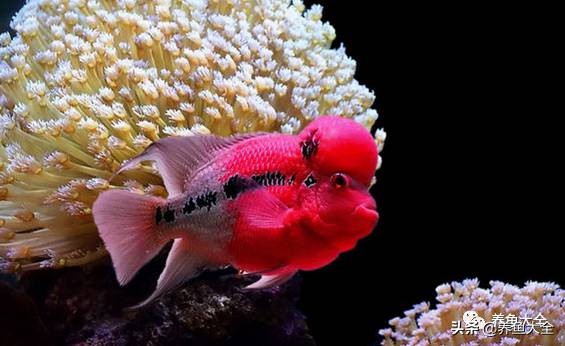 鱼病的诊疗方法,鱼病的治疗方法视频