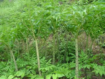 魔芋是种子种出来的吗,魔芋是农作物吗