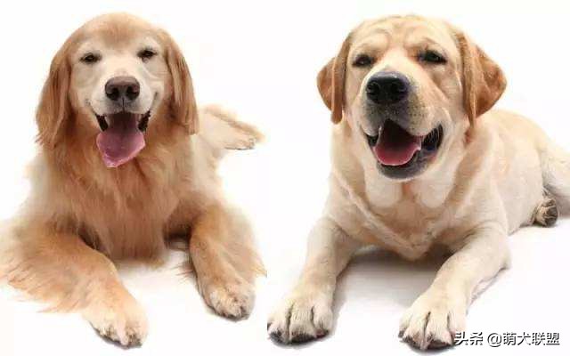 拉布拉多金毛谁的智商高,怎样区别金毛和拉布拉多