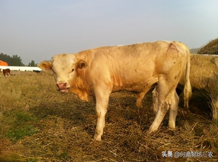 出肉率高的牛的样子,出肉率高的牛品质好不好