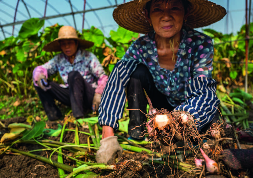 吃芋头遇贵人,吃芋头尝甜头