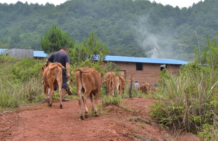 种草养牛与买草料利润比较,现在农村老人养牛