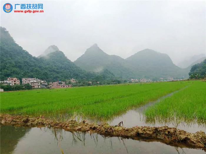 钟山县大米,贺州钟山富硒大米