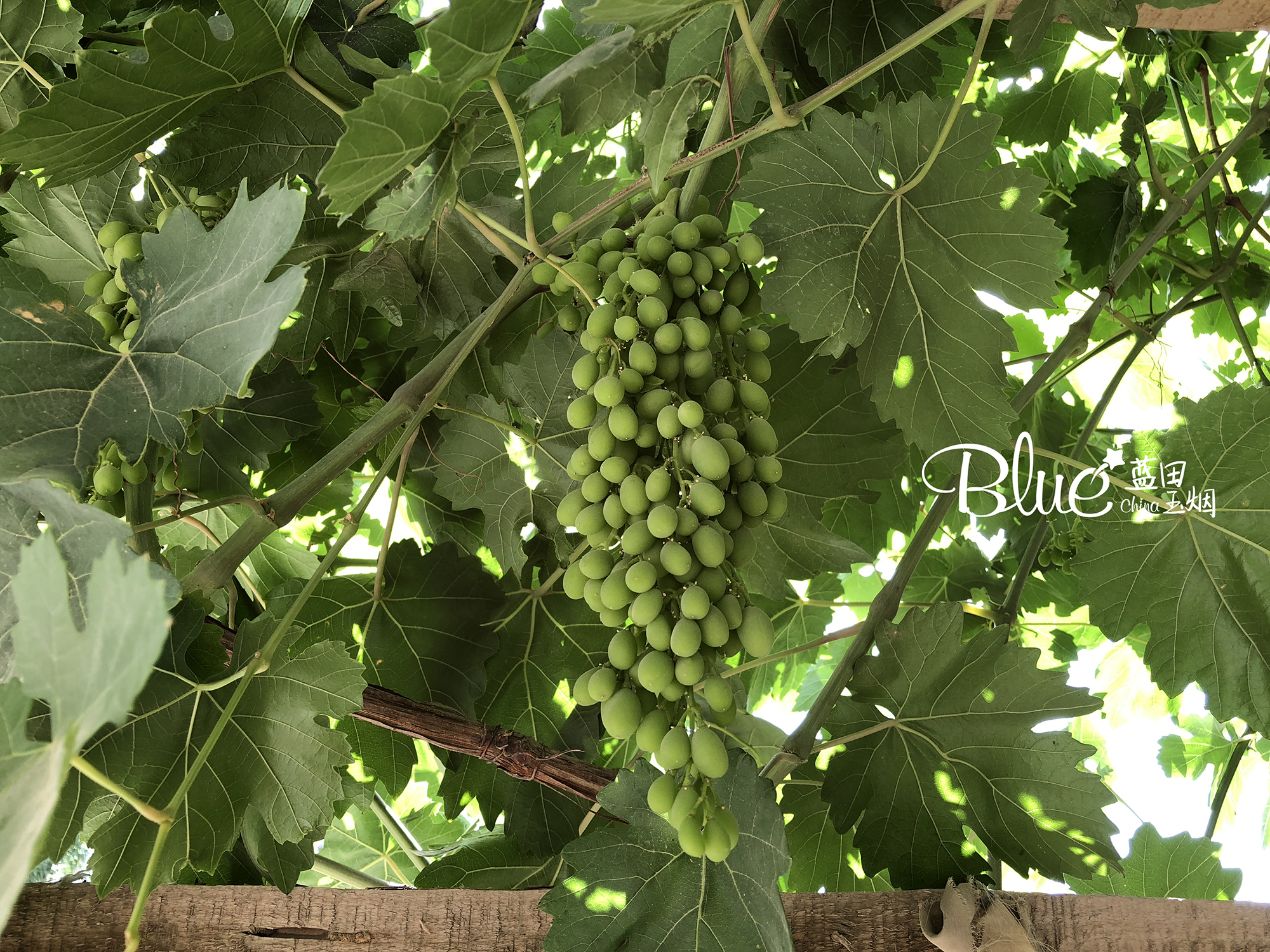 丝绸古城且末县,新疆且末古城