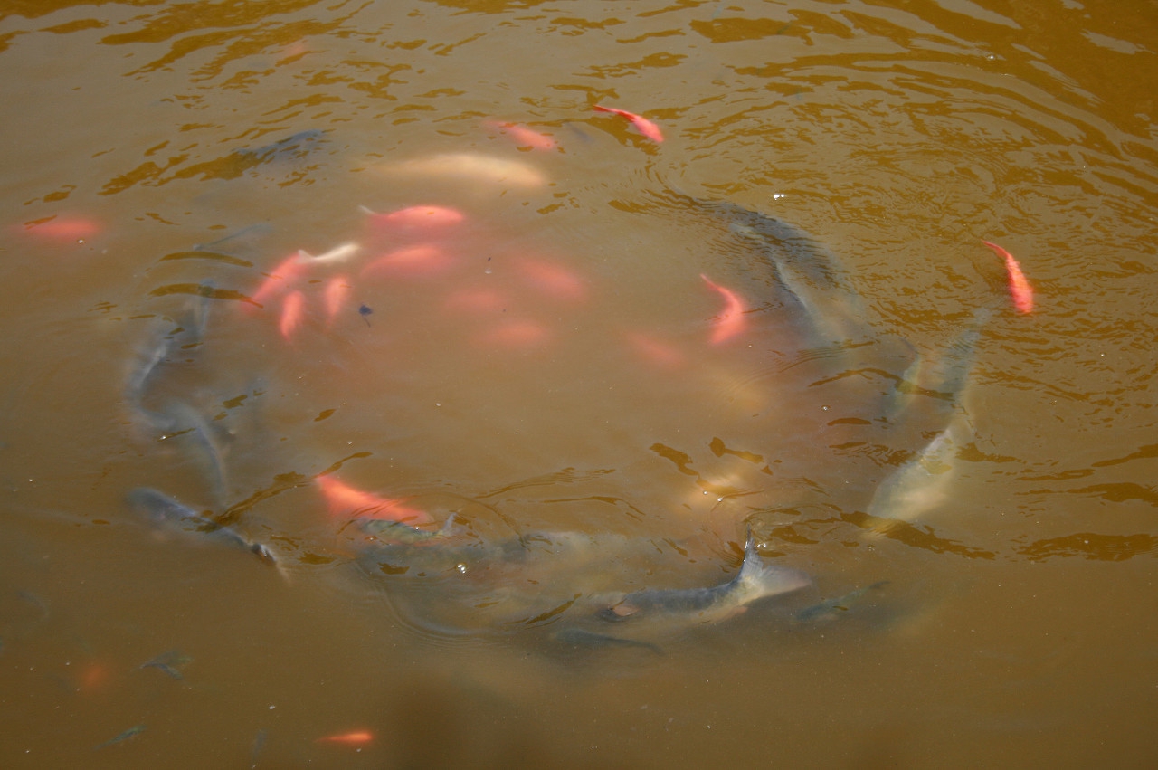 春季淡水鱼死亡原因及防治对策,养殖淡水鱼烂尾烂嘴是什么问题