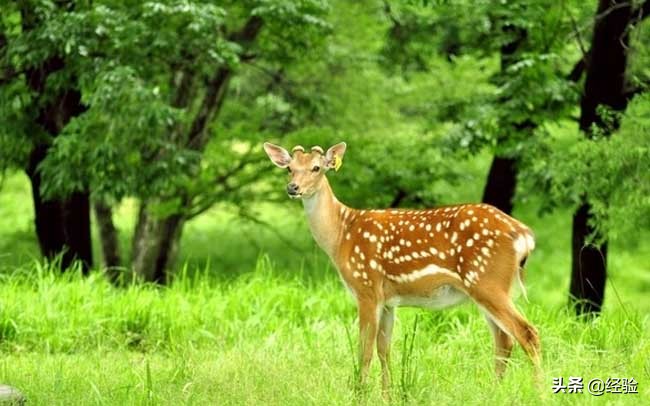 广东梅花鹿养殖,梅花鹿养殖技巧
