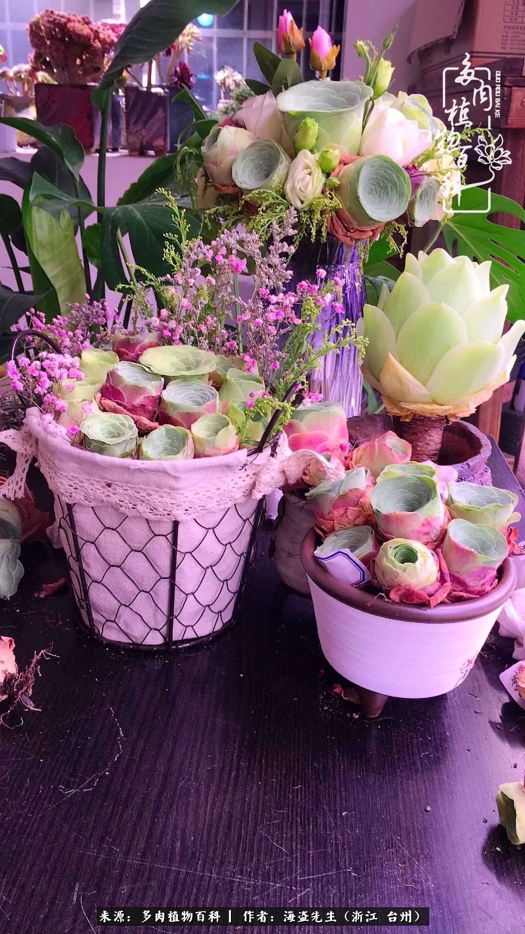 山地玫瑰养护顺口溜,山地玫瑰的养护种植注意事项视频