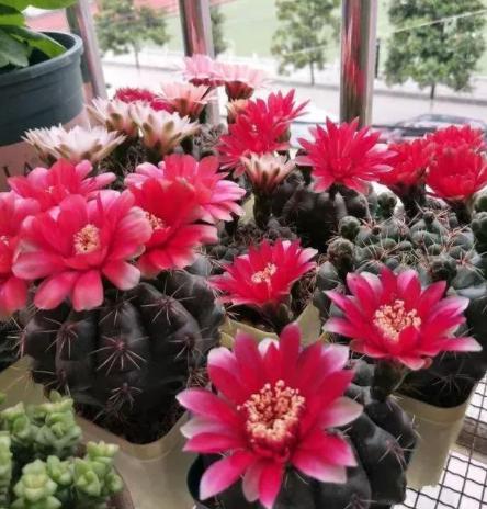 家中常备的4种药,阿司匹林对扦插花卉生根有作用吗