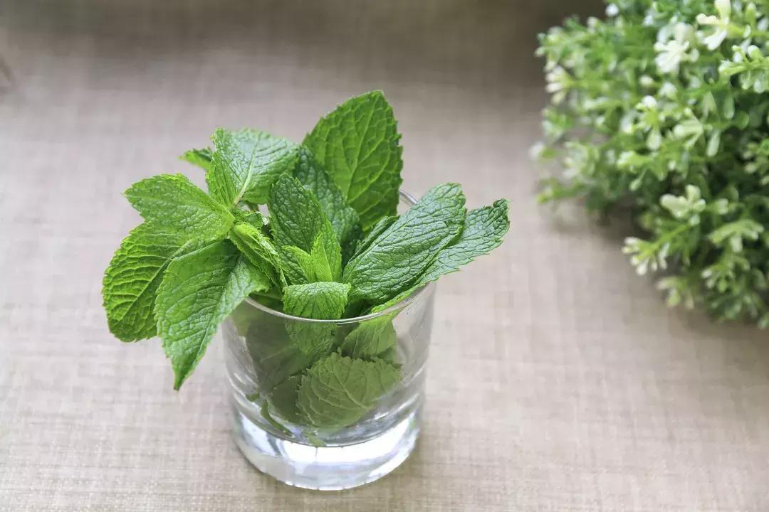 夏天喝什么清热去火润肺茶,夏天祛湿热最好的茶有哪些