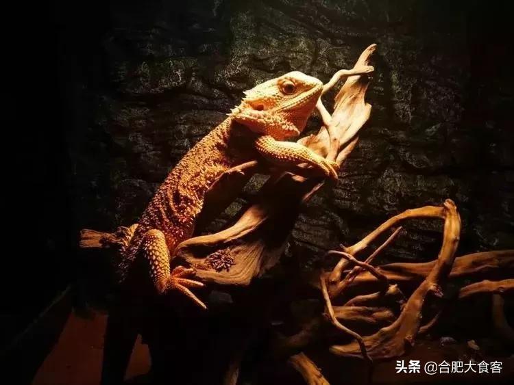 合肥动物园值得看的地方,合肥最好玩的动物园是哪