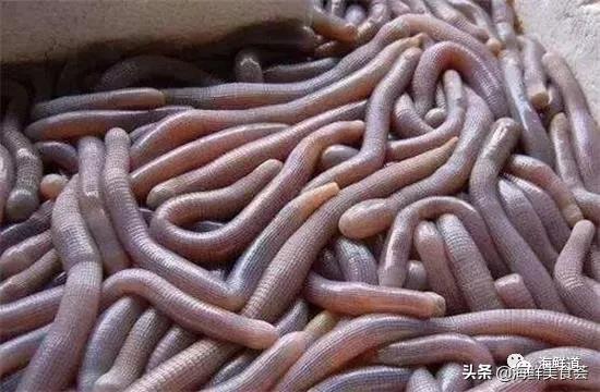 102种海鲜,营养丰富的海鲜有哪些品种