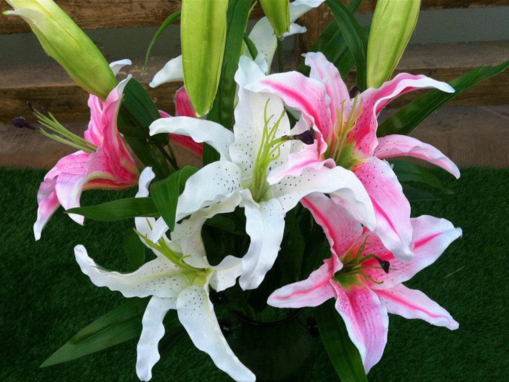 百合花开了一次怎么不开了,百合花开一半就不开了