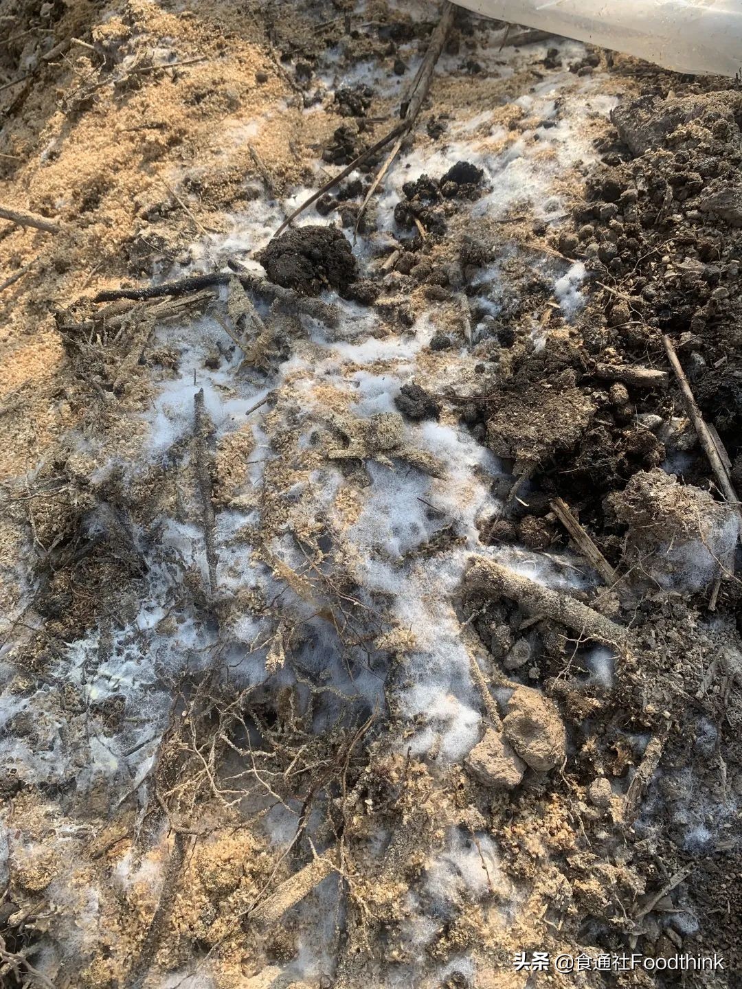 卫生纸,真的卫生吗?世界厕所日,重新理解“道在屎溺”