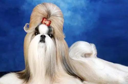 45种狗狗很难得一见你认识几种,45种最难得一见的狗