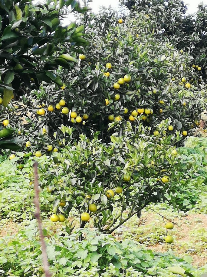 海南琼中橙多少钱一斤,海南琼中橙橙农场