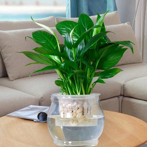 养花小妙招花黄叶怎么补救最快,花黄叶怎么补救最快