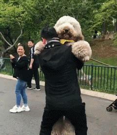 巨型贵宾犬为什么那么少人养,贵宾犬稀少了