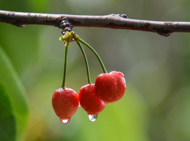 开封博爱网络樱桃节,博爱樱桃节是什么时候