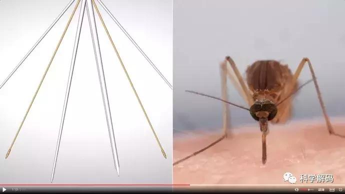 蚊子怎么咬人科普,蚊子解剖示意图