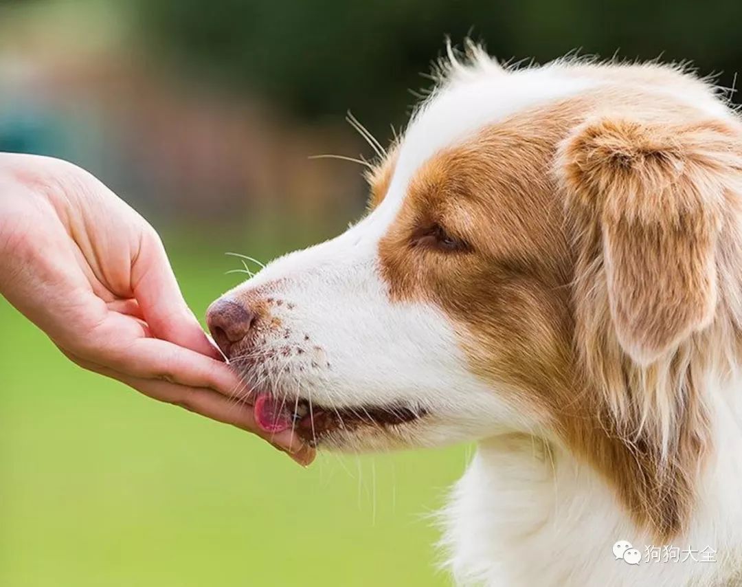 多大训练狗狗不乱拉屎乱拉尿,怎么训练狗狗去厕所拉屎拉尿呢