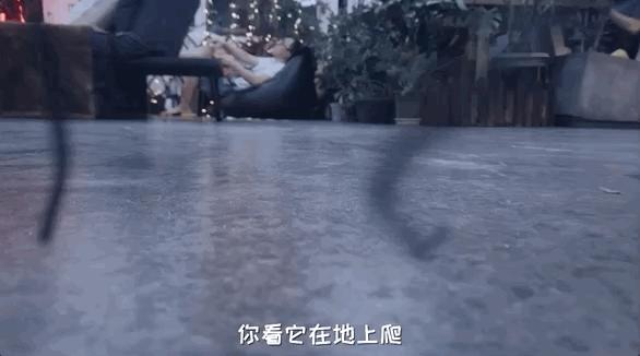 如何灭绝室内蟑螂虫卵,消除老房子蟑螂的方法