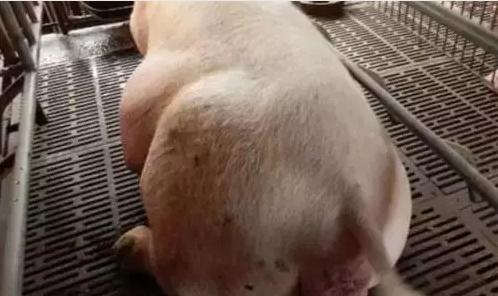 母猪难产不用怕,轻松教你绝招来搞定