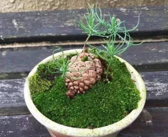 过期药片是养花宝贝肥效强10倍,用废旧过期的药片养花小经验