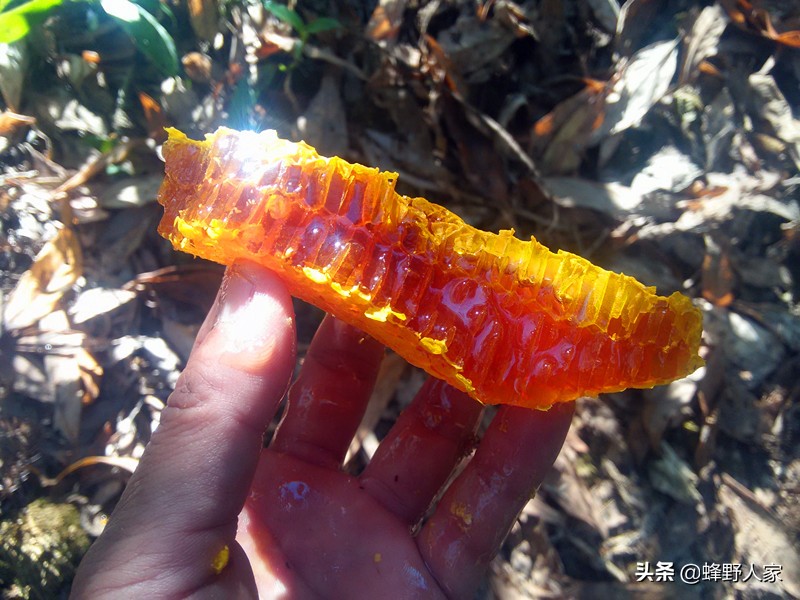 真正的蜂蜜是什么蜜,什么样的蜂蜜是天然蜜