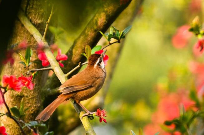 高清童年常见飞禽篇(值得珍藏)