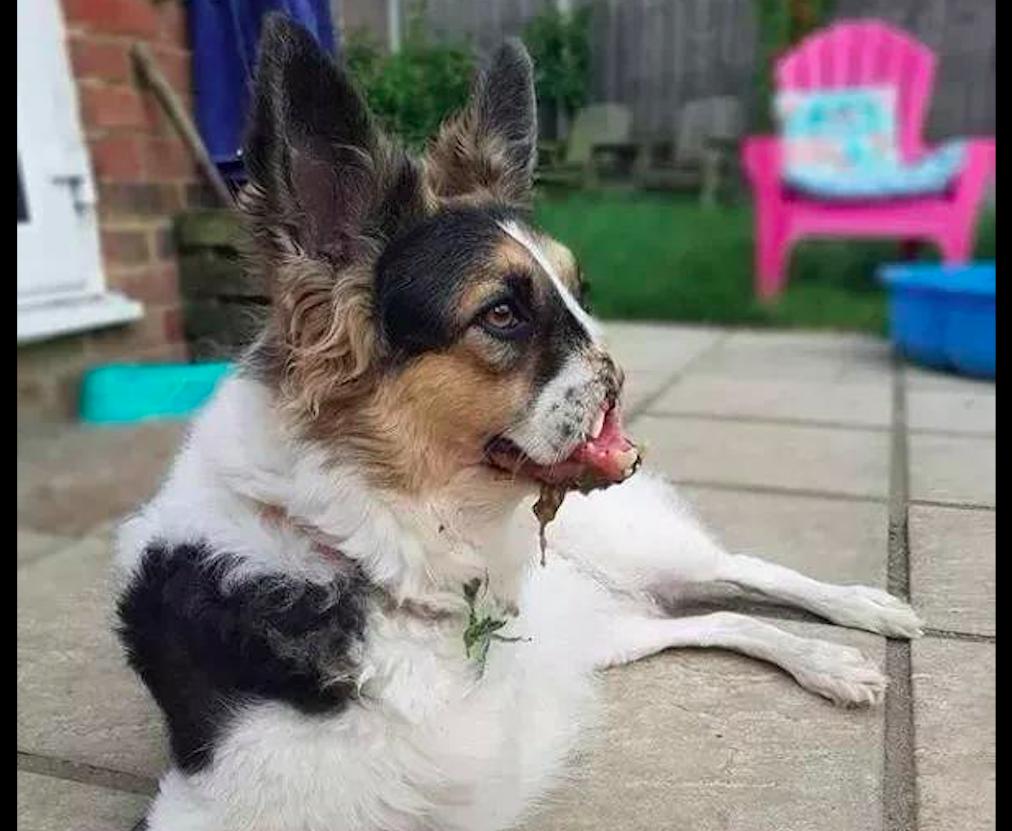 狗狗鼻子骨折什么表现,狗狗前腿骨折了需要多久自愈