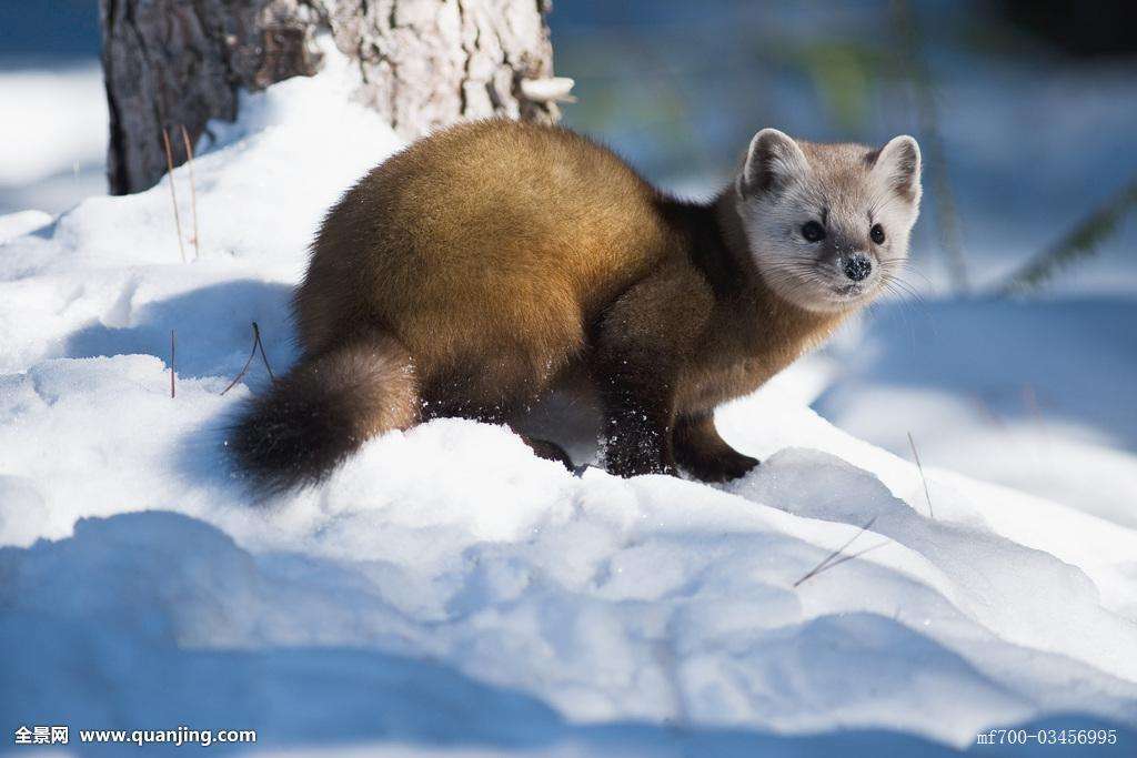 貂动物介绍,黄金貂介绍