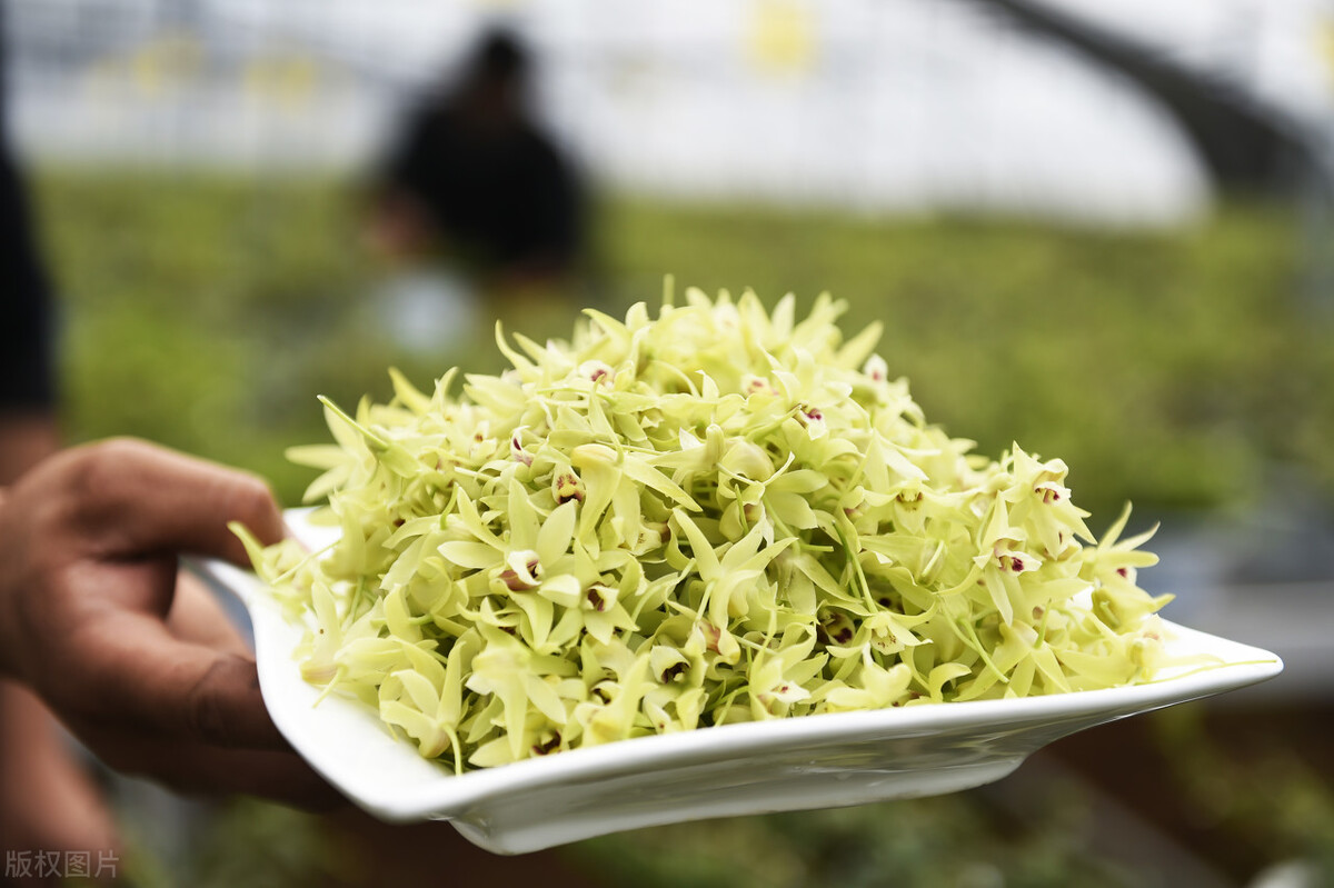 野生铁皮石斛一般多少一克,野生铁皮石斛多少一两