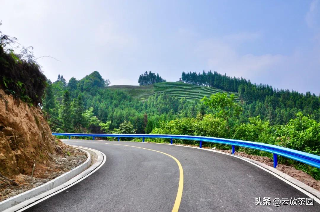 云放茶园深度解析,云放茶园最新视频