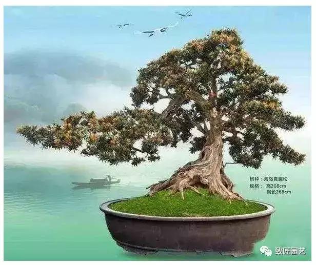 中国最贵盆景一盆600万元 (全世界最贵的100棵盆景多少钱一株)