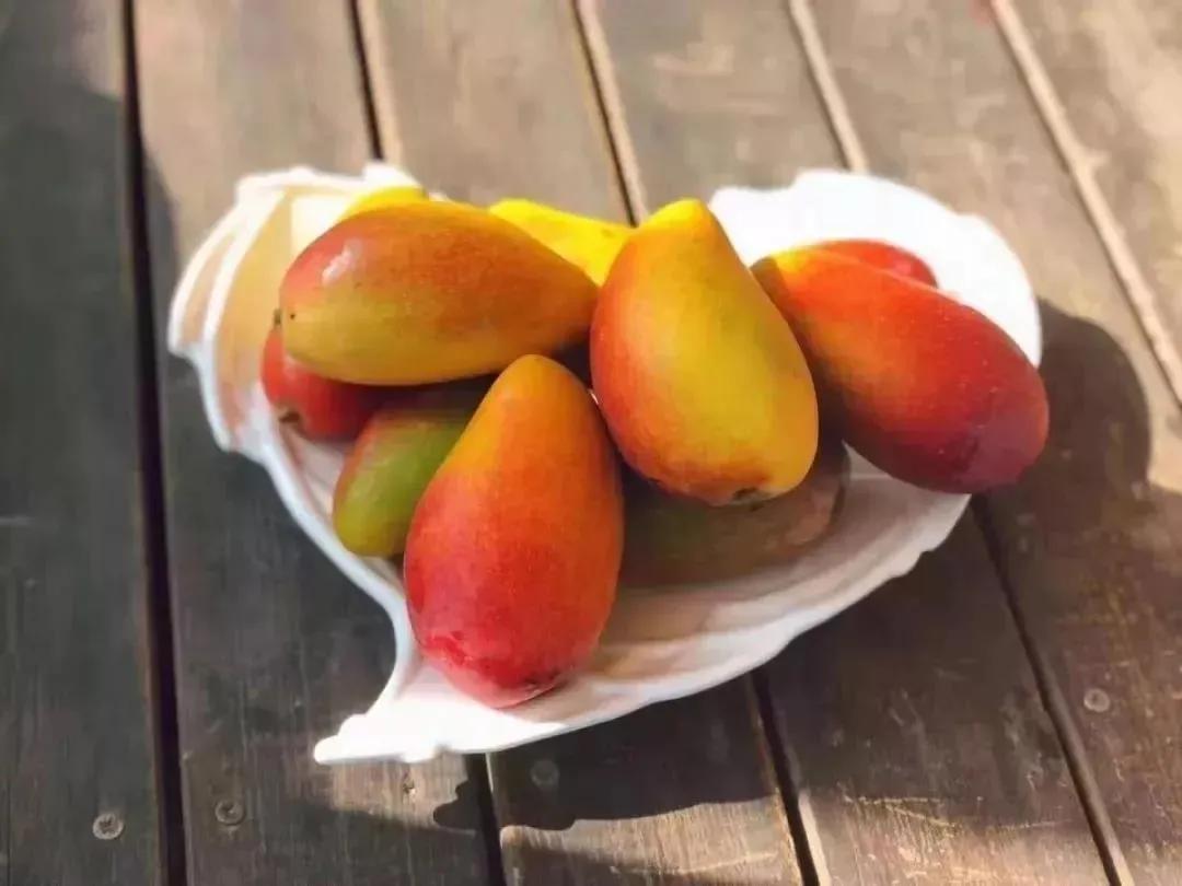 香甜的大芒果海南贵妃芒,芒果味浓郁贵妃芒