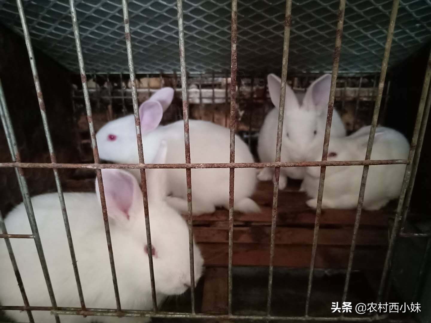 肉兔怎么养才能长得快,肉兔怎么养才能养得好