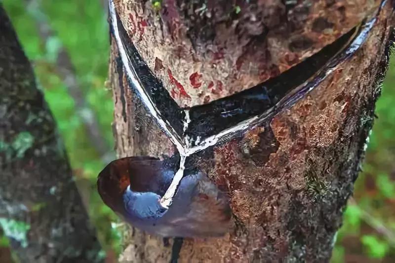 千涂万抹髹为底，刀走龙蛇出雕漆，用现代眼光鉴赏古老工艺！