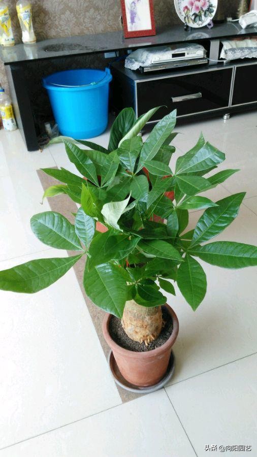 发财树干瘪褶皱冻伤了,发财树干瘪褶皱一捏就破怎么回事