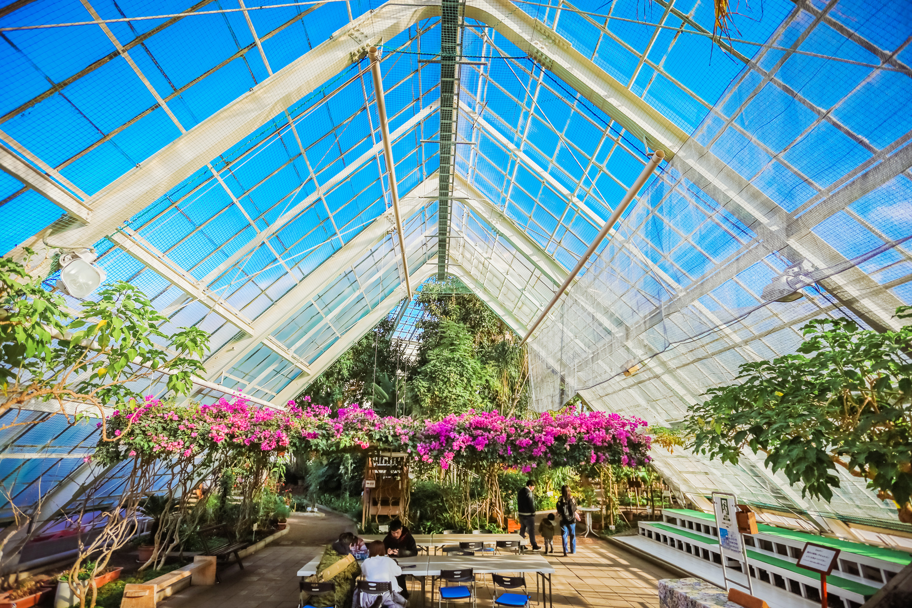 这群猴子拥有龙命，工作就是泡温泉，游客：命还不如一只猴子好