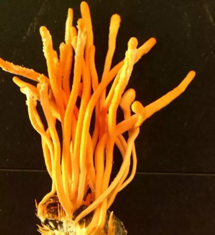 吉林最全特色特产,江城边境特产