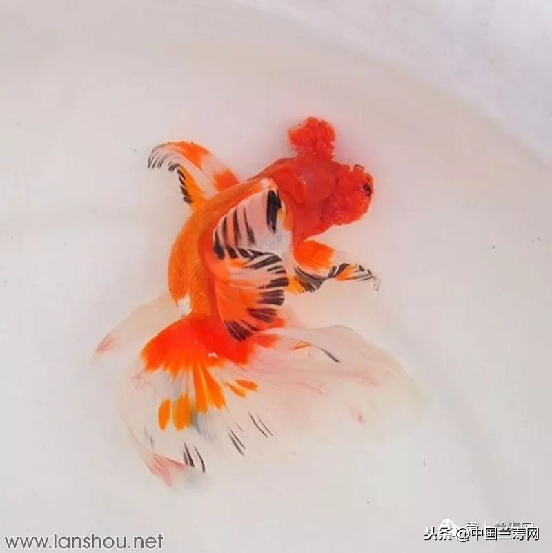 十大最稀有的金鱼品种,比较大的金鱼品种有哪些