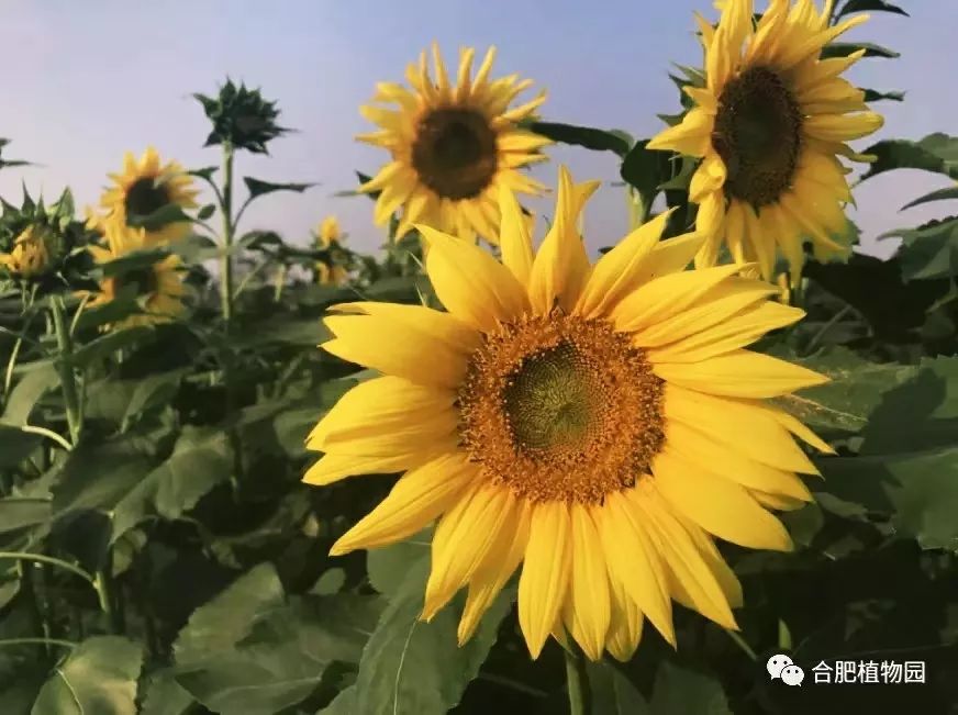 合肥秋季风景打卡地方排行榜,合肥最值得打卡地