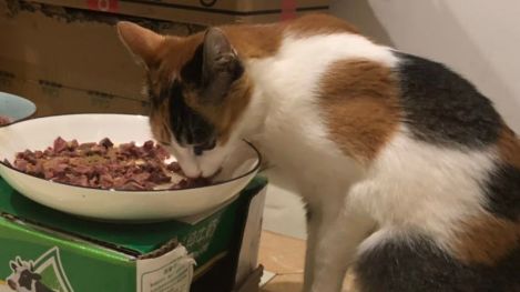 猫鼻支的症状和治疗方法,猫鼻支的症状及治疗方法