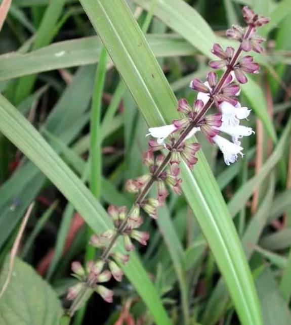 肝脏有结节是恶性的,肝脏有结节是乙肝吗